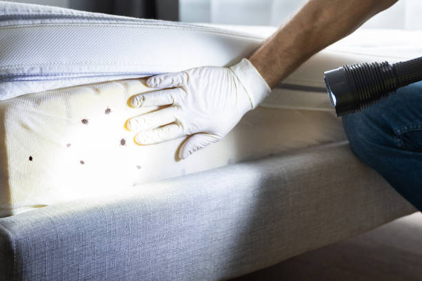 Best Exterminator Services  in Elleale, ND