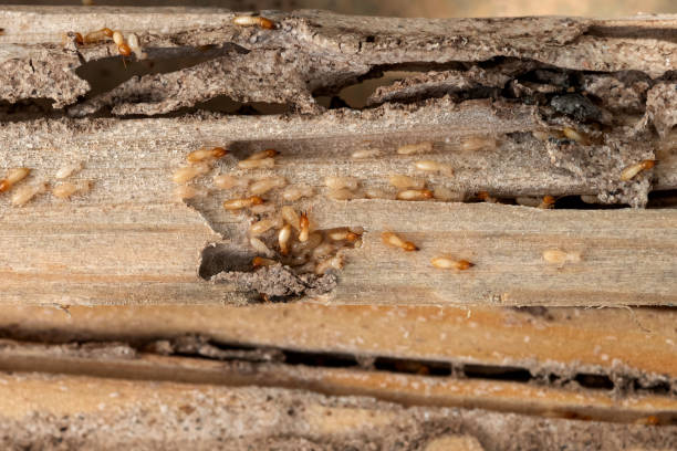 Best Affordable Pest Control Services  in Elleale, ND