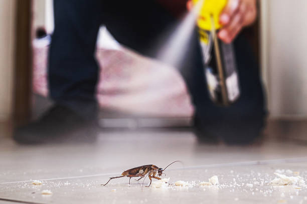 Best Flea Control Services  in Elleale, ND