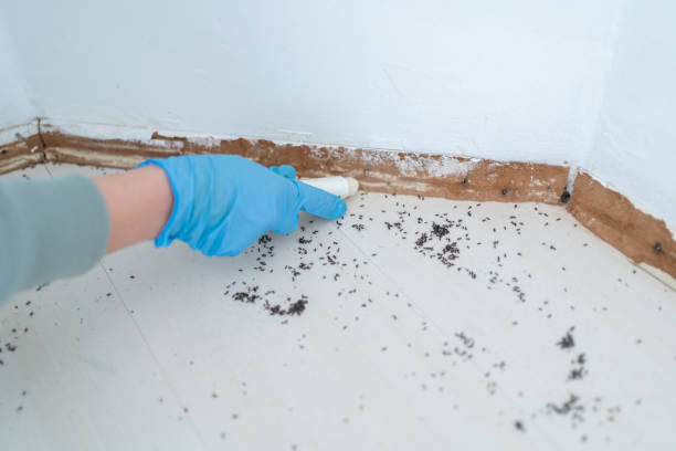 Best Best Pest Control Companies  in Elleale, ND